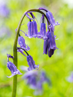 Woodland, Trees, Fungi & Gardens