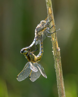 Insects