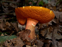 Woodland, Trees, Fungi & Gardens