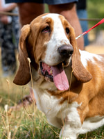 Dog Show