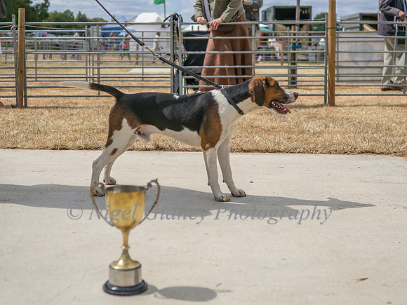 49, B, C38-42 Champion