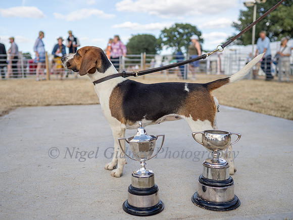 51, B, C43-48 Champion
